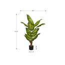  Monarch I 9535 47"H - Indoor Evergreen In A 5" Pot IMAGE 6