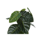  Monarch I 9578 24"H - Indoor Alocasia In A 5" Pot IMAGE 5
